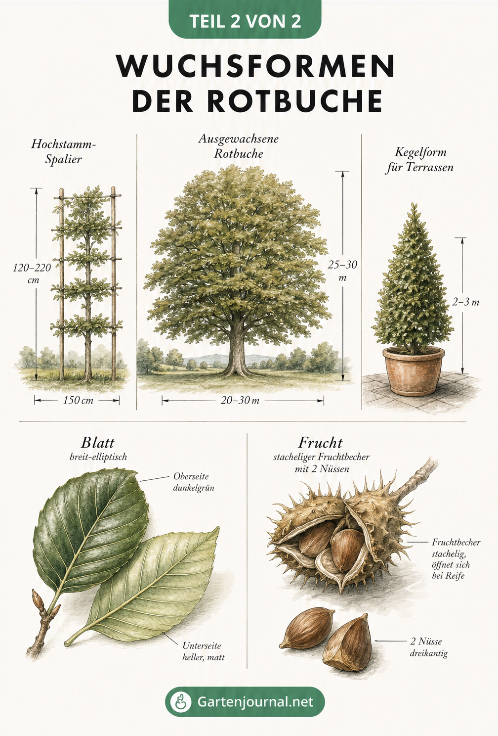 Botanische Lehrtafel der Rotbuche mit Wuchsformen, Blatt und Fruchtbecher