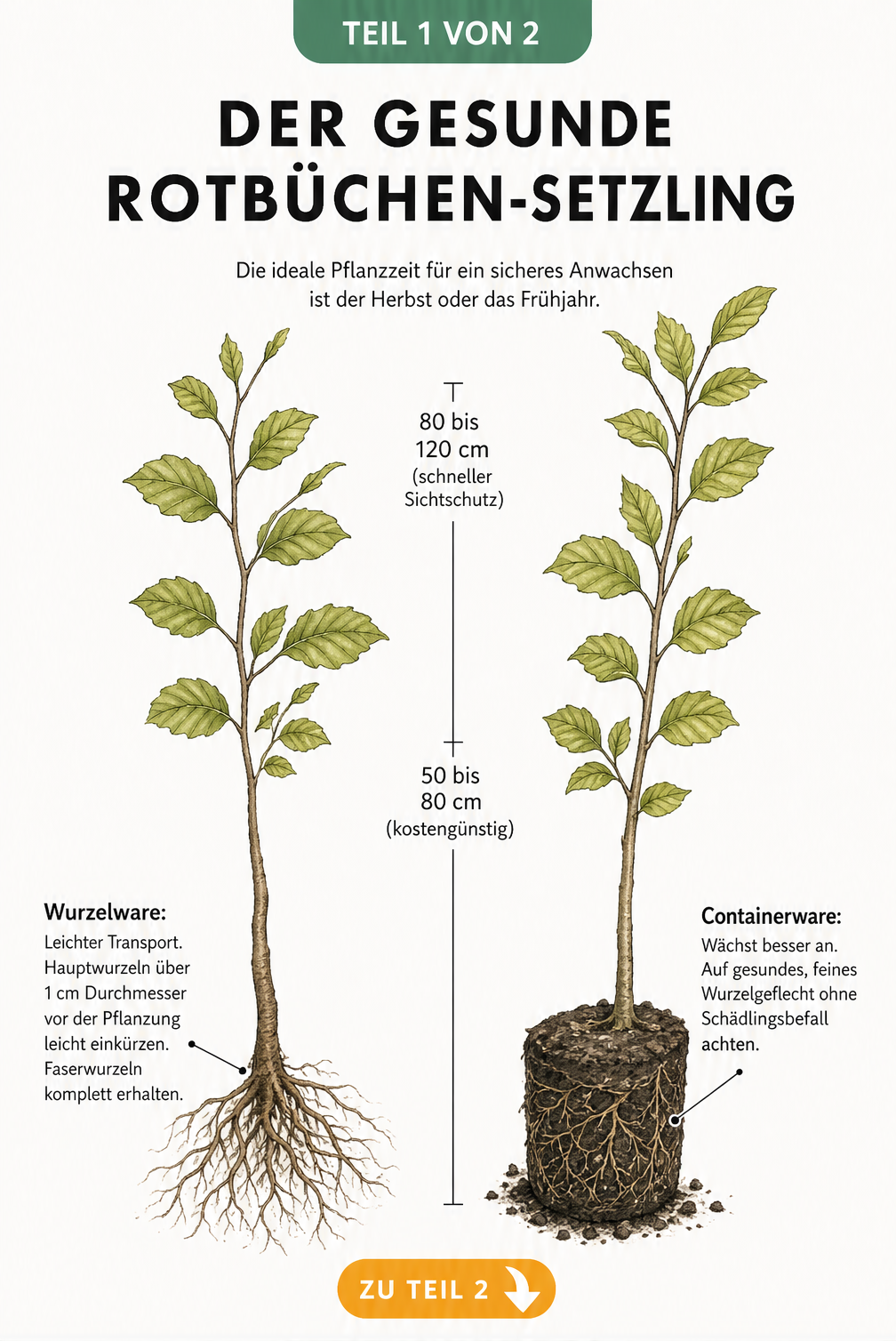 Botanische Illustration zweier Rotbuchen-Setzlinge im Vergleich: Wurzelware und Containerware mit Messskala