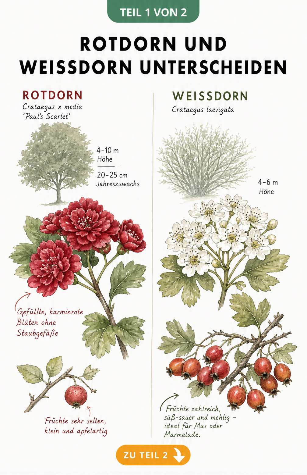 Botanische Zeichnung von Rotdorn und Weißdorn mit Blüten, Früchten und Wuchsform im Vergleich