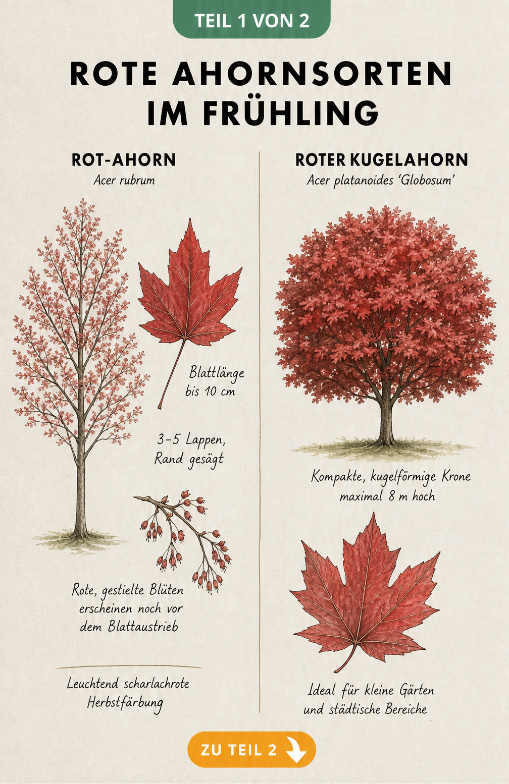 Botanische Illustration von Rot-Ahorn und Rotem Kugelahorn mit Details zu Wuchs, Blättern und Blüten