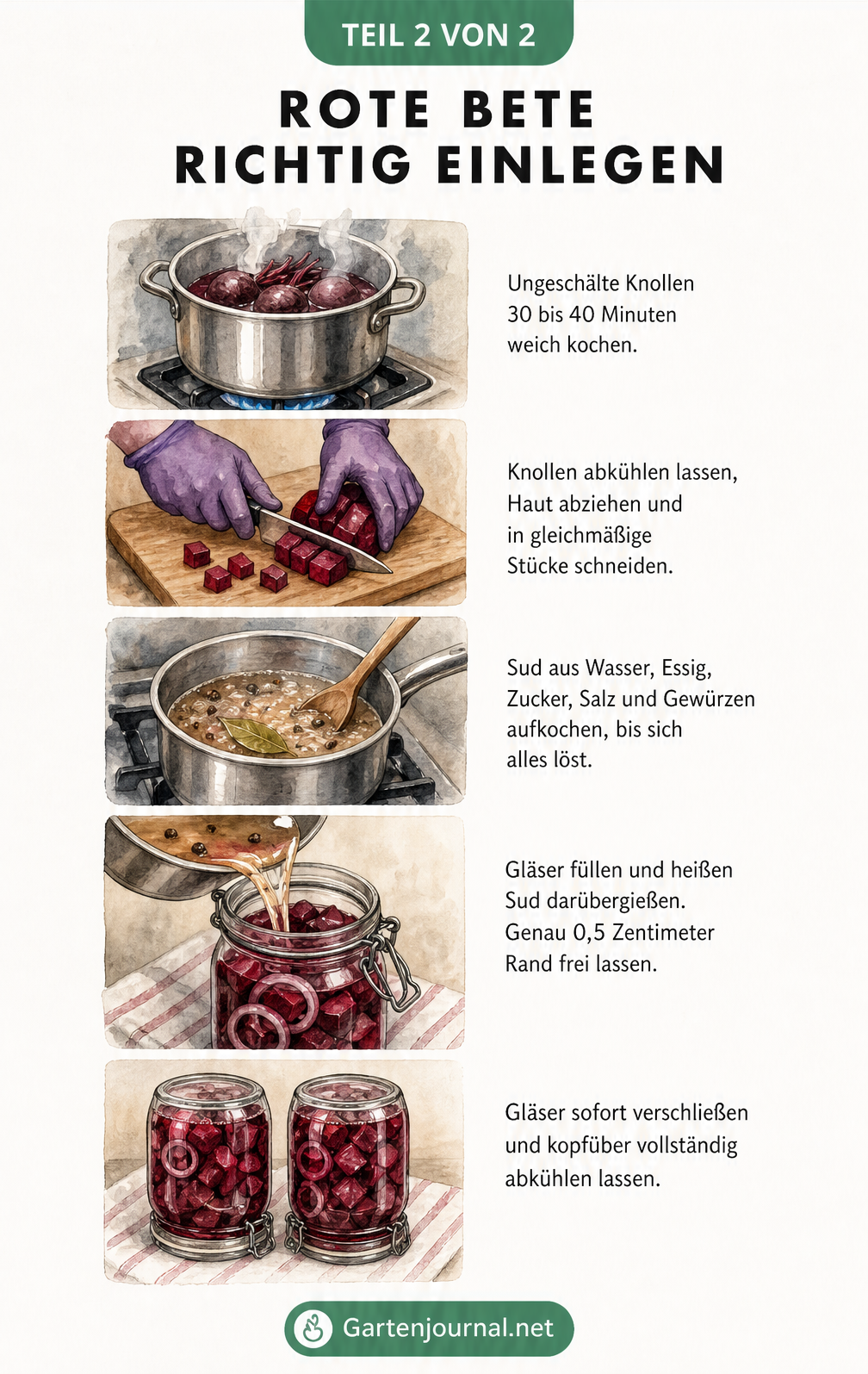 Storyboard-Illustration der fünf Schritte zum Einlegen von Rote Bete: Kochen, Schneiden, Sud aufkochen, Gläser füllen und abkühlen lassen.
