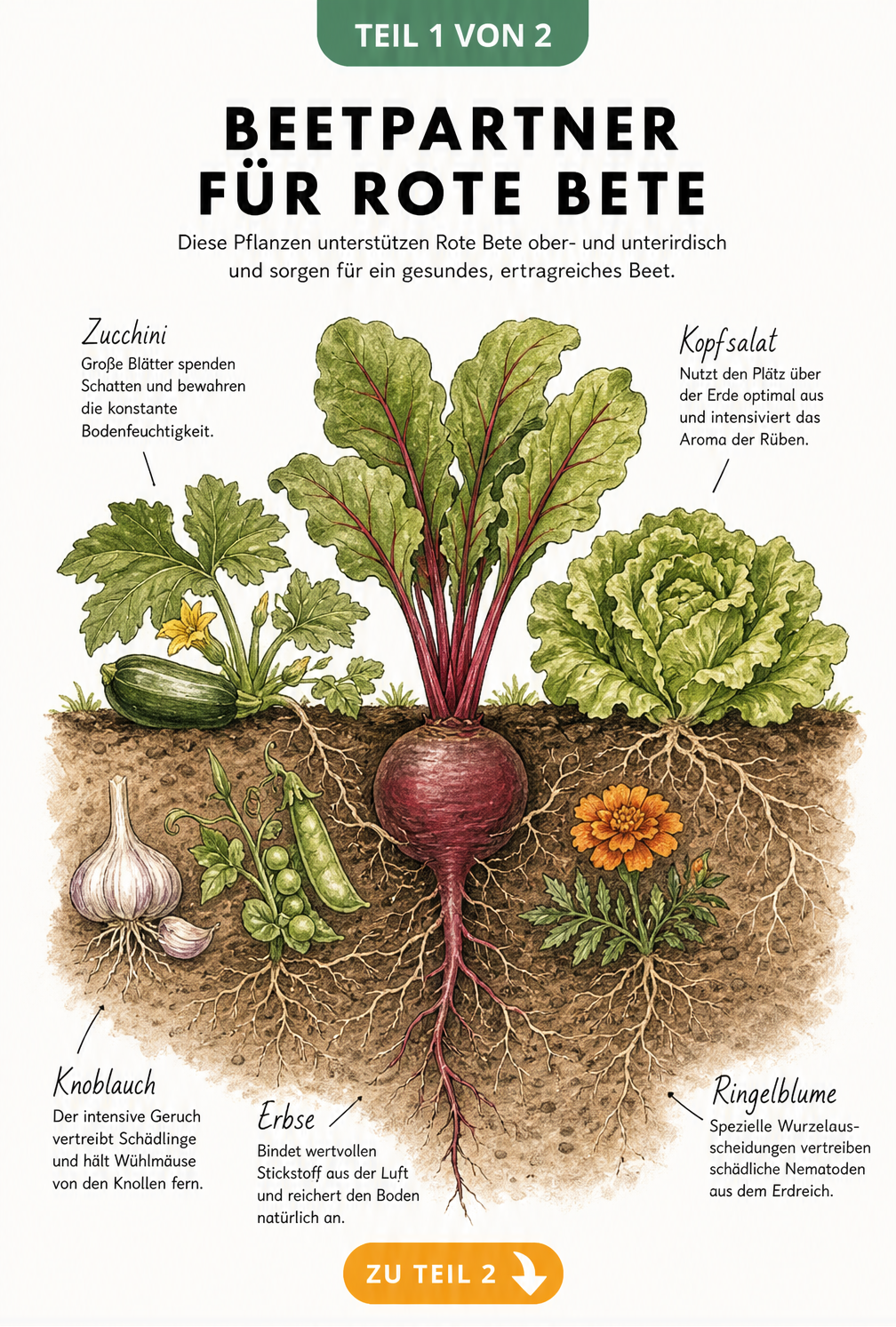 Illustration eines Erd-Querschnitts mit Roter Bete und fünf guten Begleitpflanzen wie Zucchini, Knoblauch, Erbse, Kopfsalat und Ringelblume