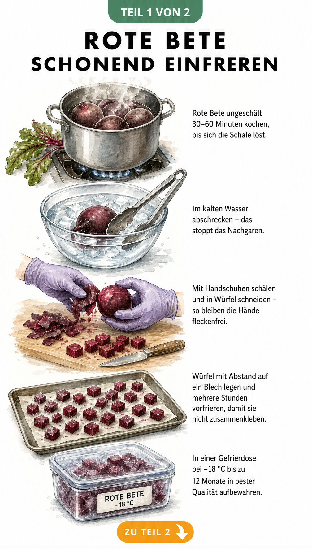 Illustration der Schritte zum schonenden Einfrieren von Roter Bete, vom Kochen und Schälen bis zum Vorfrieren auf dem Backblech