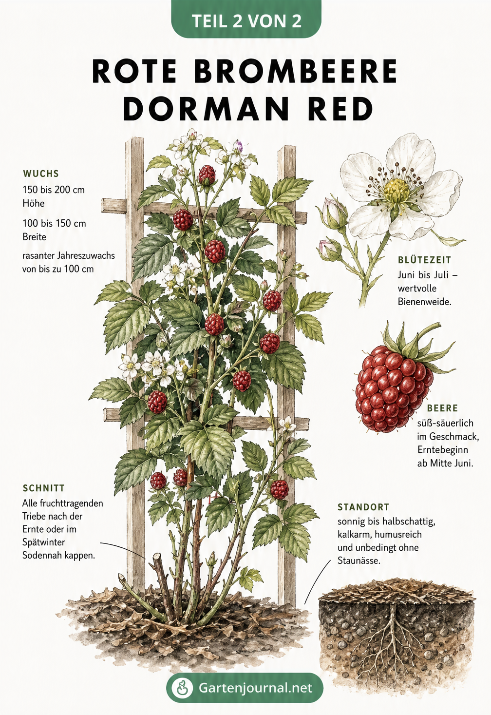 Aquarell-Illustration der roten Brombeersorte Dorman Red am Spalier mit Detailzeichnungen von Blüte, roter Beere und Bodenquerschnitt.