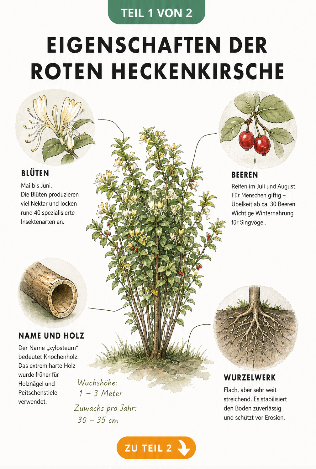 Botanische Illustration der Roten Heckenkirsche mit Details zu Blüten, Beeren, Astquerschnitt und Wurzelsystem