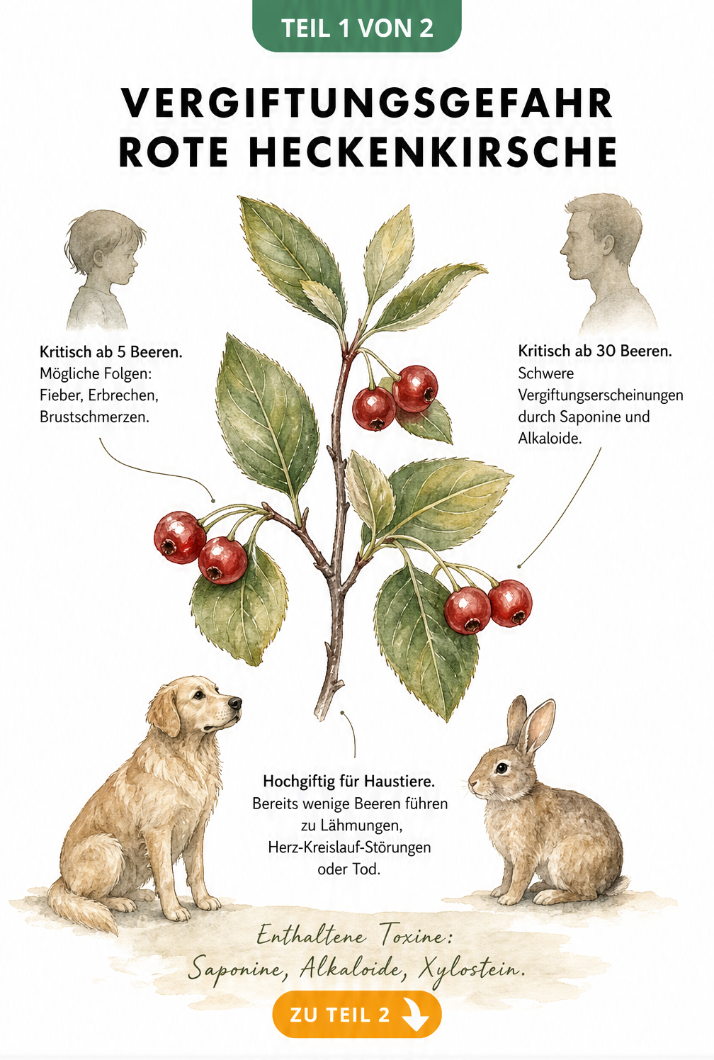 Botanische Illustration der Roten Heckenkirsche mit Beeren und Blättern sowie Hinweisen zur Vergiftungsgefahr für Kinder, Erwachsene und Haustiere.