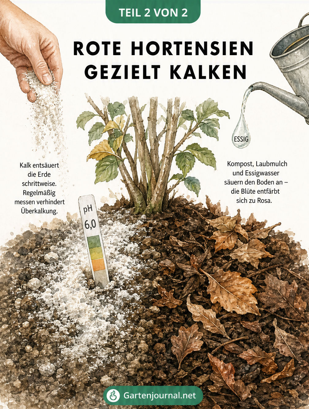 Illustration von Pflegemaßnahmen für Hortensien: Kalken für rote Blüten und Ansäuern mit Kompost und Essigwasser für rosa Blüten.