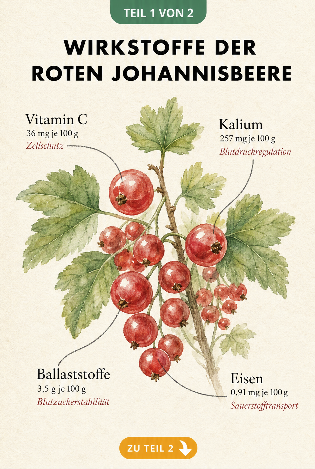 Botanische Illustration einer roten Johannisbeere mit Nährwerten wie Vitamin C, Kalium, Ballaststoffen und Eisen