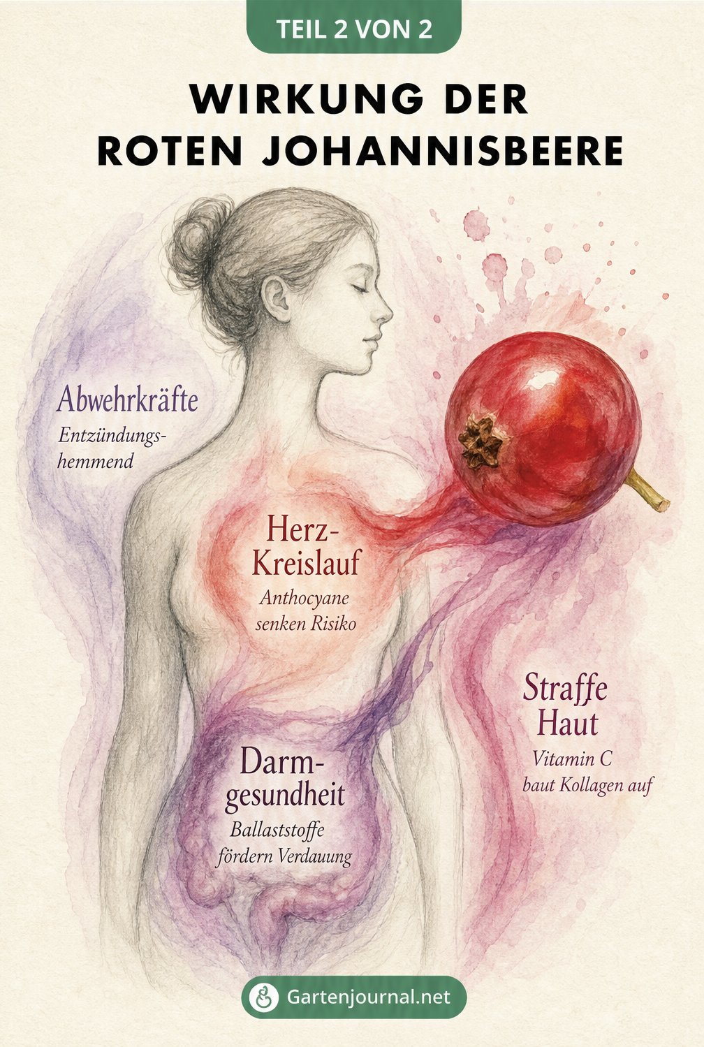 Illustration eines menschlichen Torsos, die zeigt, wie rote Johannisbeeren Herz, Darm, Haut und Abwehrkräfte unterstützen