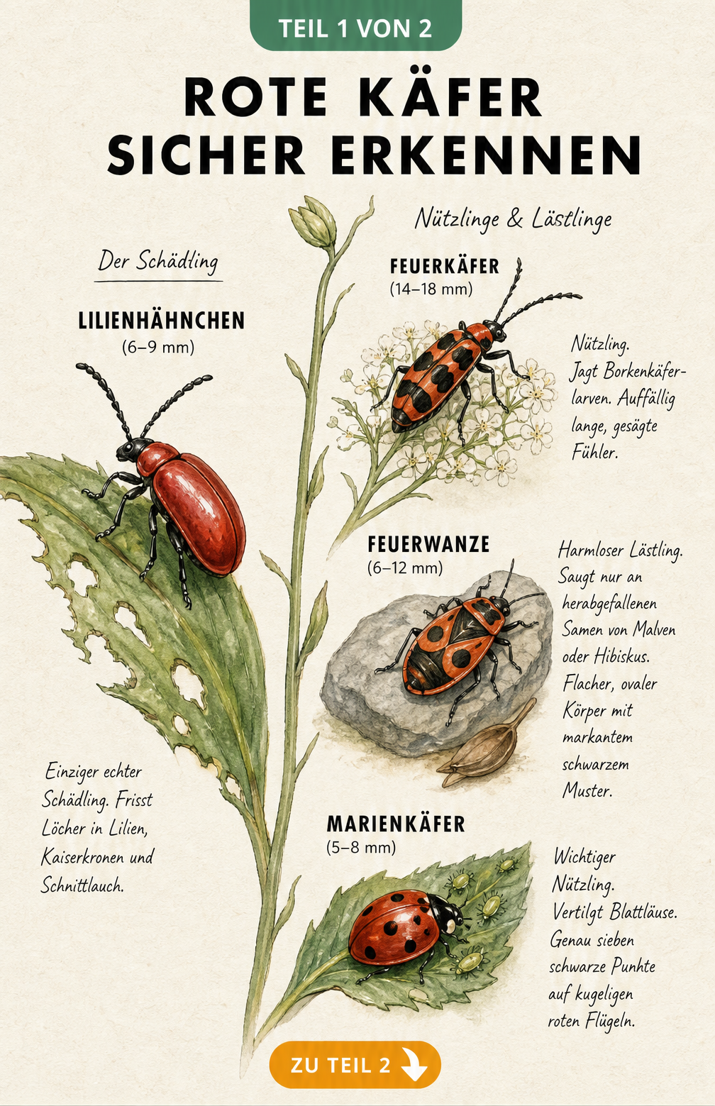 Botanische Illustration roter Käfer im Garten: Lilienhähnchen als Schädling sowie Feuerkäfer, Feuerwanze und Marienkäfer als Nützlinge oder Lästlinge.