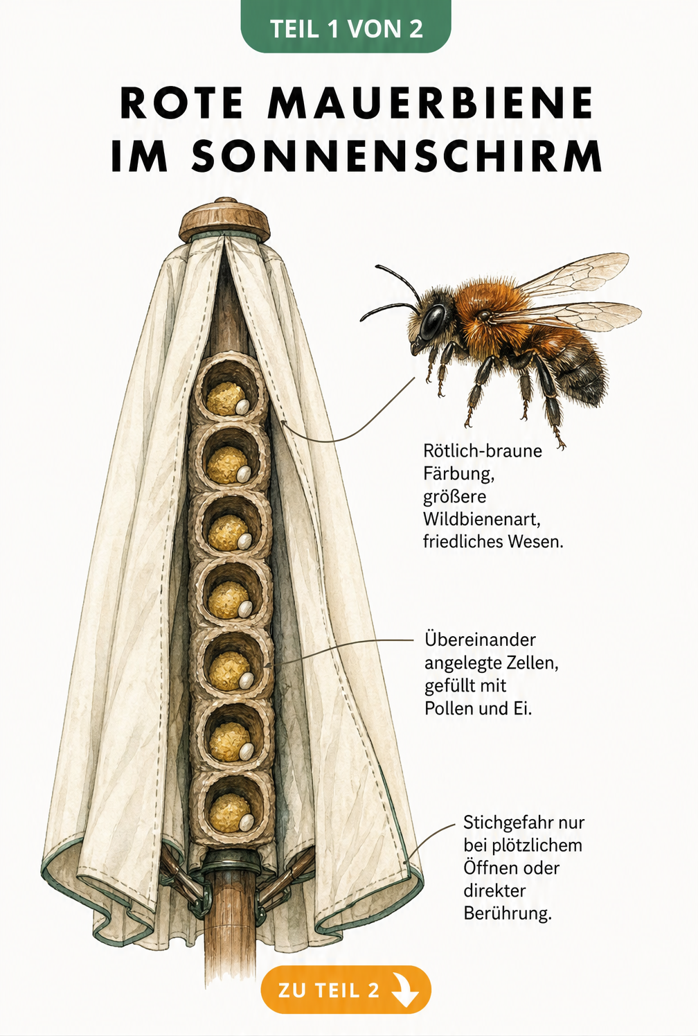 Schnittzeichnung eines Sonnenschirms mit dem Nest der Roten Mauerbiene in der Stofffalte
