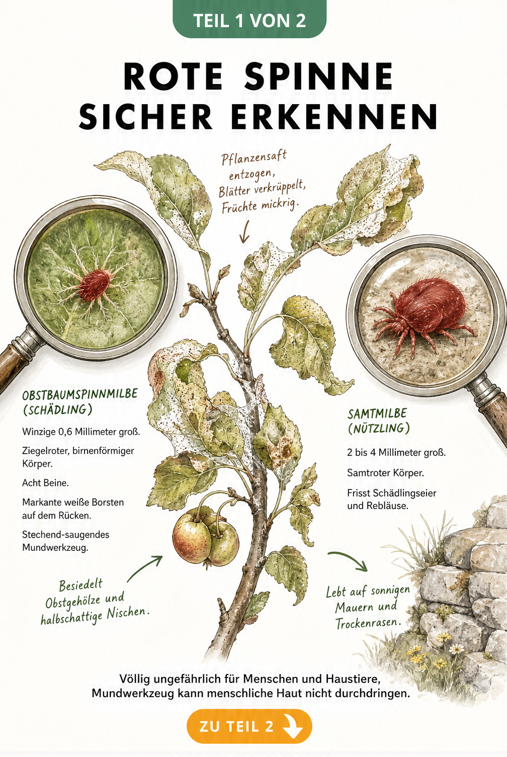Illustration eines kranken Apfelbaumzweigs mit vergrößerter Darstellung der Obstbaumspinnmilbe und der Samtmilbe zur Unterscheidung