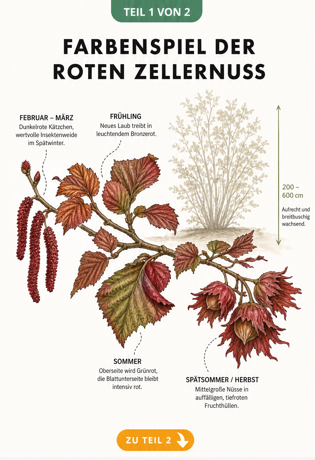 Botanische Illustration eines Haselnusszweiges der Roten Zellernuss im jahreszeitlichen Wandel mit roten Kätzchen, bronzerotem Laub und reifen Nüssen in roten...