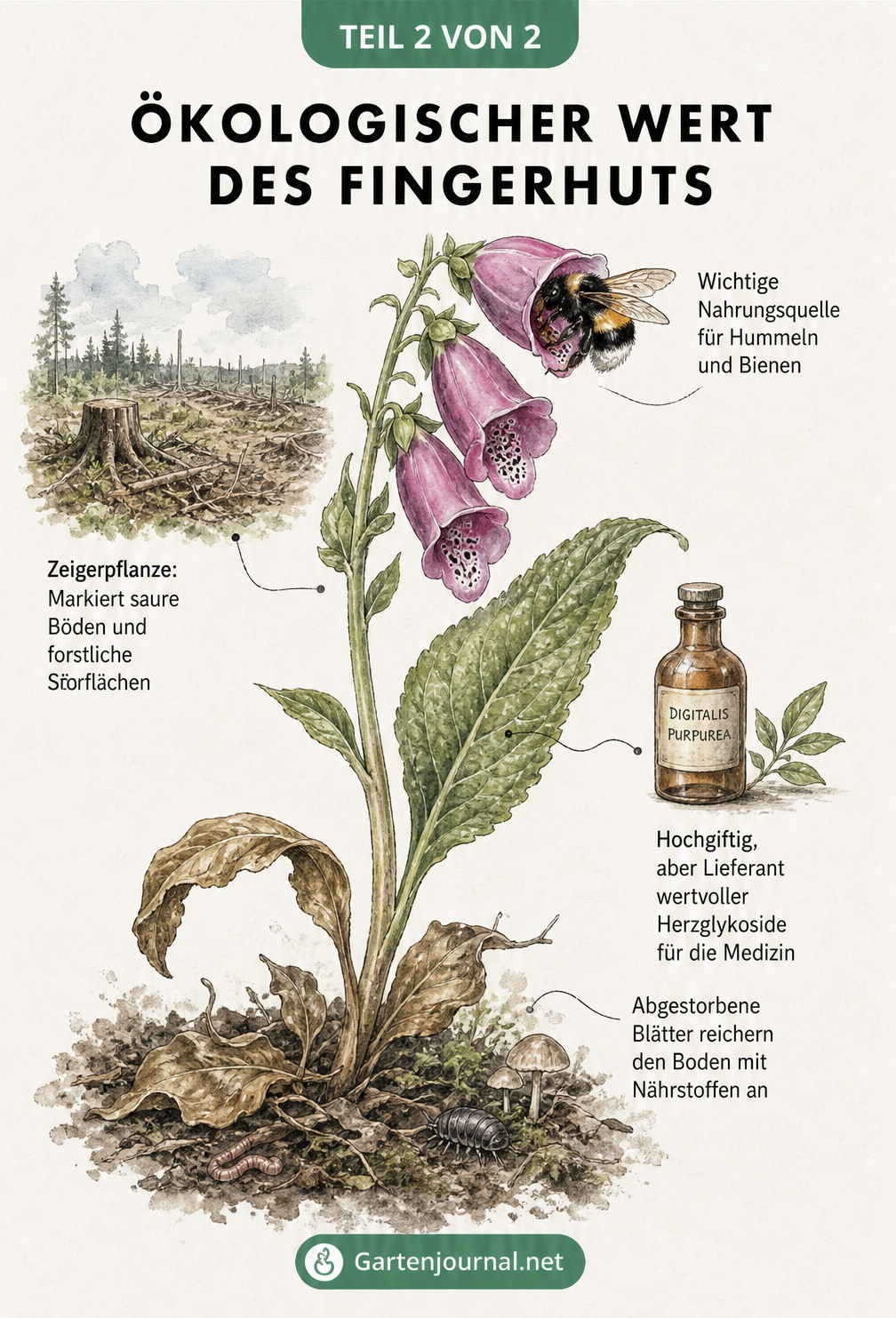 Detailzeichnung eines Fingerhut-Blütenstandes mit Hummel, Laubblatt und Apothekerflasche zur Erklärung der ökologischen Funktionen