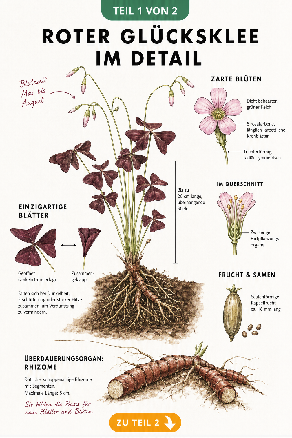 Botanische Illustration des Roten Glücksklees mit Rhizomen, gefalteten Blättern und rosa Blüten