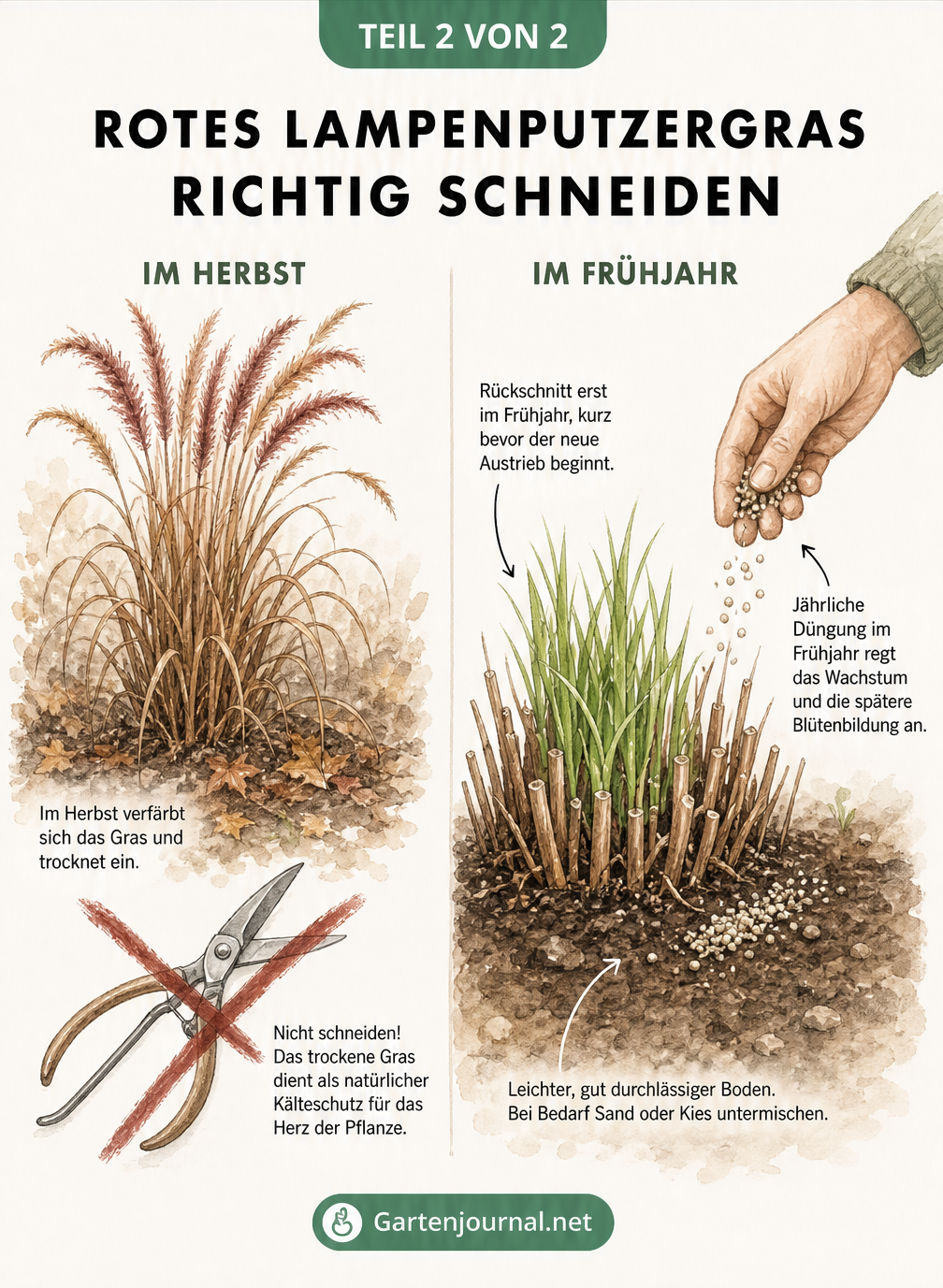 Illustration von rotem Lampenputzergras im Kübel in einem kühlen, hellen Raum mit Thermometer und Gießkanne.