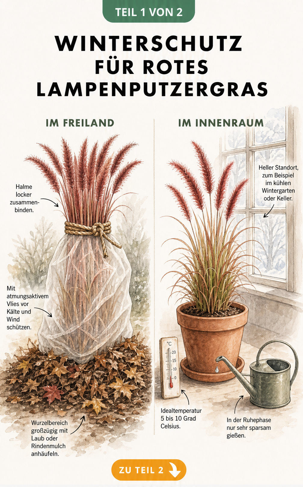 Illustration von rotem Lampenputzergras im Beet, zusammengebunden und mit Laub sowie Gartenvlies vor Frost geschützt.