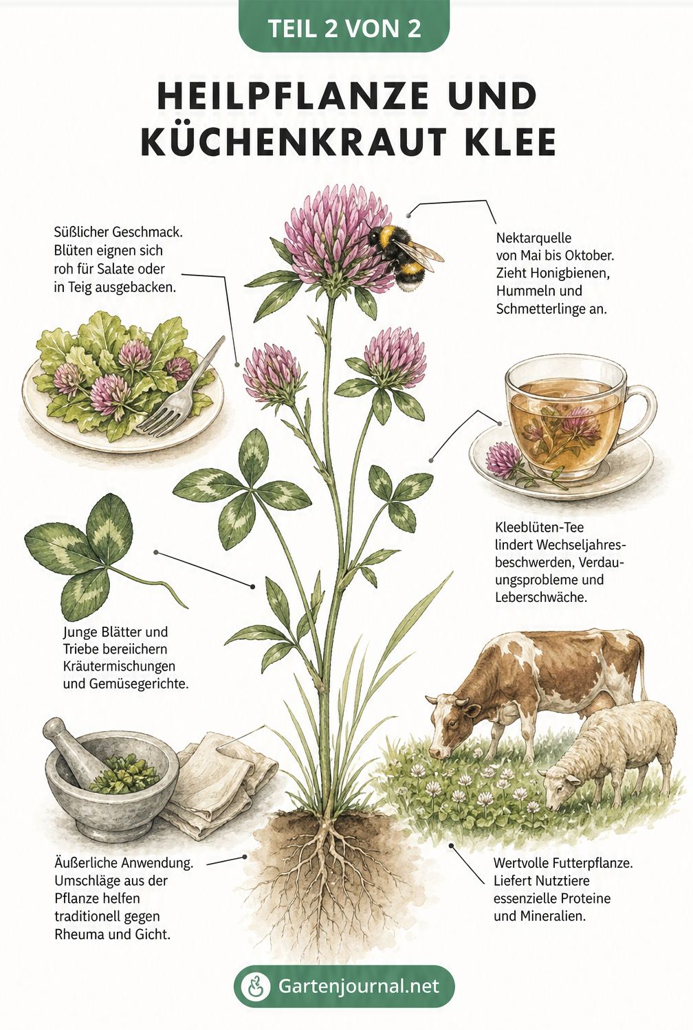 Illustration einer blühenden Rotkleepflanze mit Anwendungen als Heilpflanze und Küchenkraut