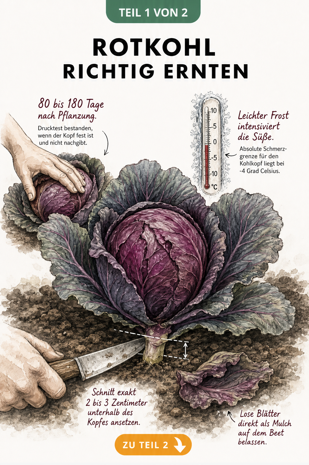 Botanische Illustration eines erntereifen Rotkohls im Beet mit Hinweisen zu Reifegrad, Frosttoleranz und Ernteschnitt.