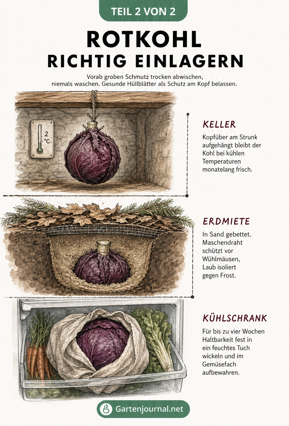 Drei Methoden zur Lagerung von Rotkohl: Kellereinlagerung am Strunk, Erdmiete im Sand und kurzfristige Kühlschranklagerung.