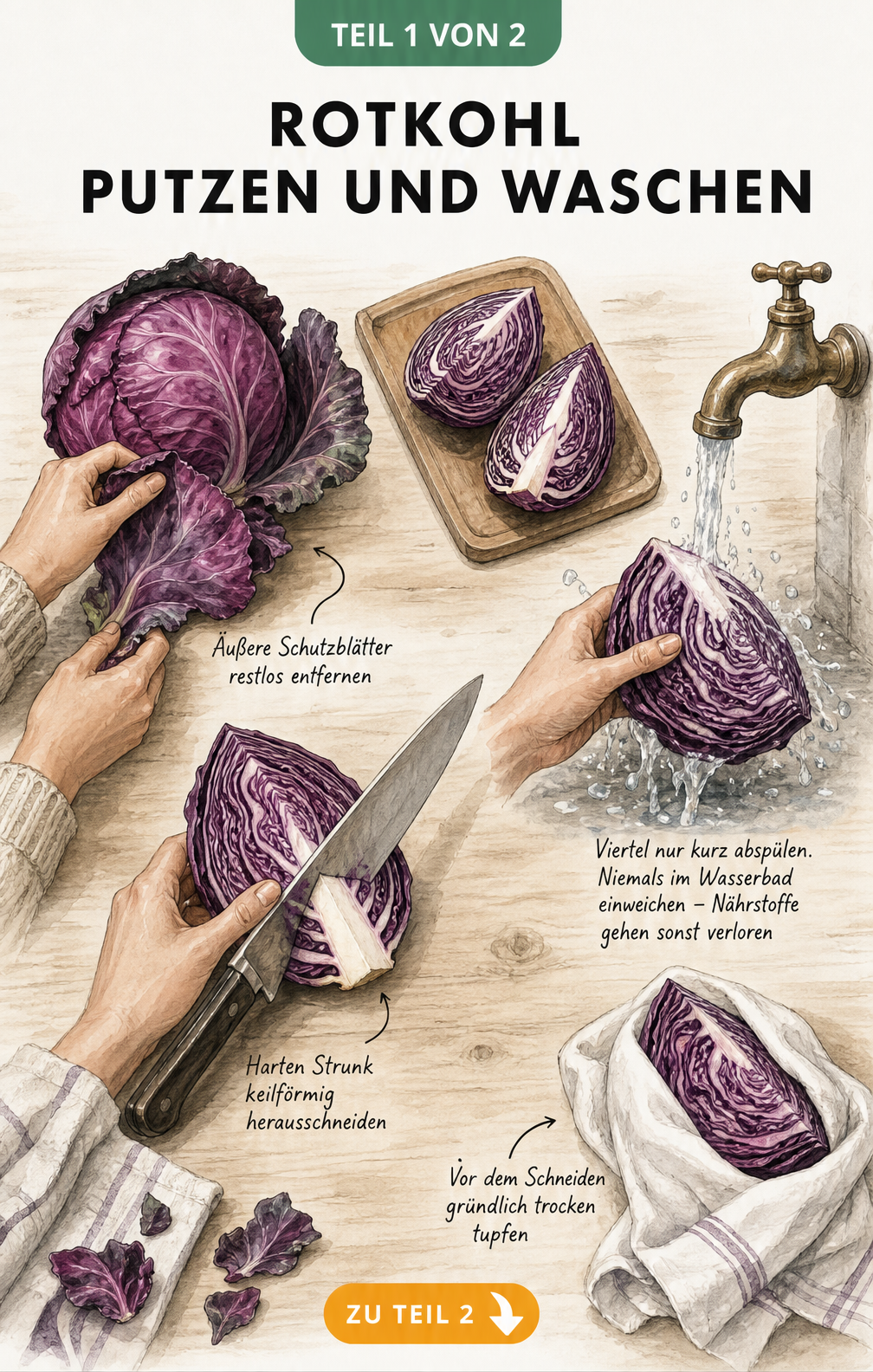 Illustration: Rotkohl putzen und waschen - von den äußeren Blättern bis zum Abtrocknen