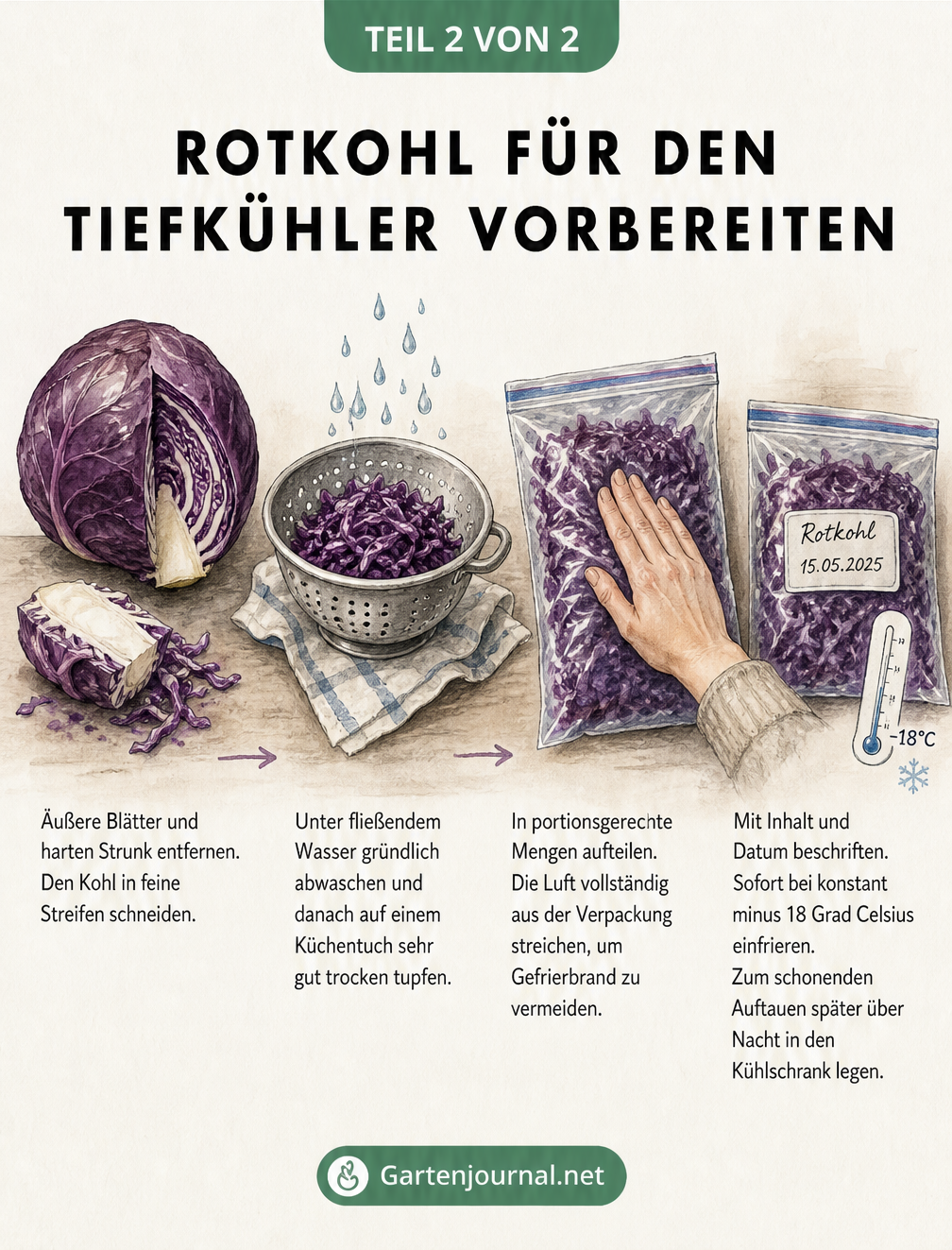 Illustration der Vorbereitung von Rotkohl zum Einfrieren: vom Schneiden über das Waschen bis zum Abfüllen in Gefrierbeutel.