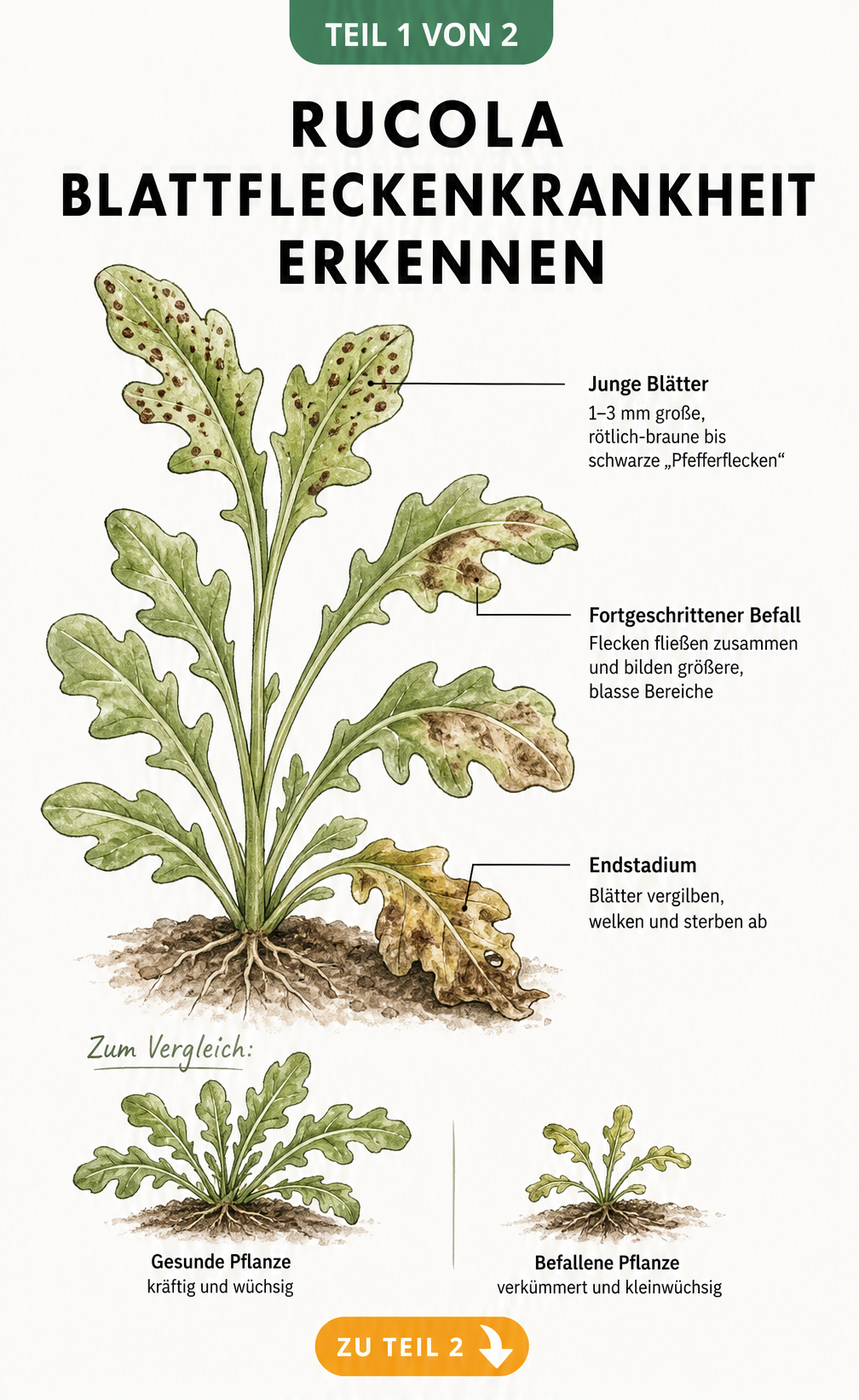 Botanische Illustration einer Rucola-Pflanze mit Symptomen der Blattfleckenkrankheit in verschiedenen Stadien