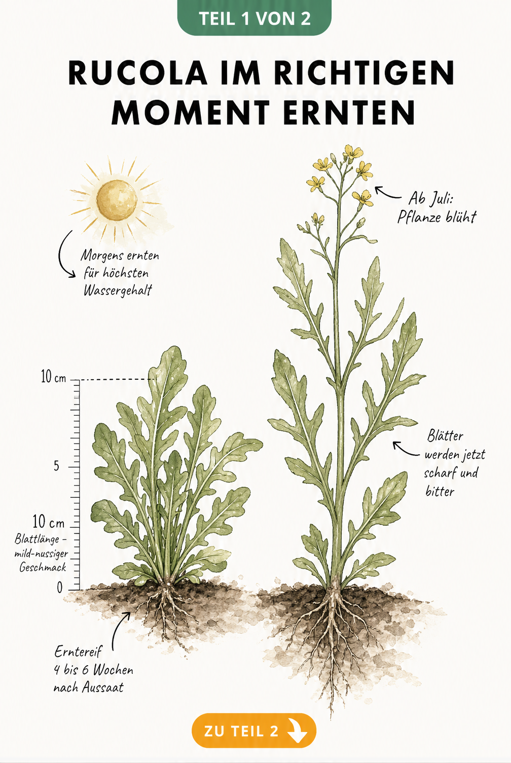 Illustration zweier Rucola-Pflanzen im Vergleich: eine junge, erntereife Pflanze und eine blühende, ältere Pflanze.