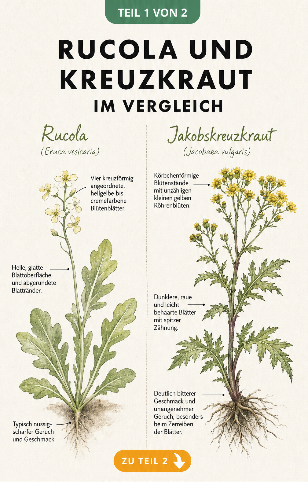 Botanische Illustrationen von Rucola und Kreuzkraut im direkten Vergleich mit Hinweisen zu Blüten, Blättern und Geruch