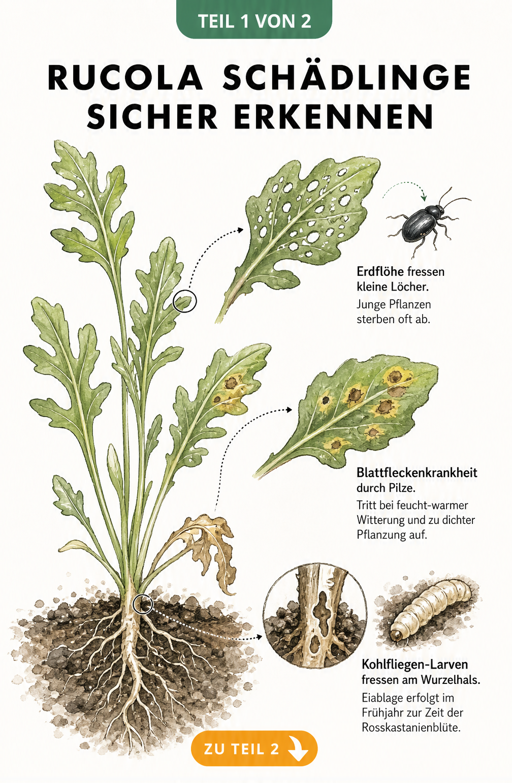 Botanische Illustration einer Rucola-Pflanze mit Schadbildern von Erdflöhen, Blattfleckenkrankheit und Kohlfliegen-Larven