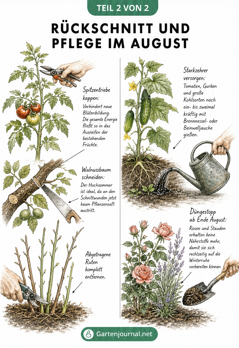Illustration von Rückschnitt an Tomaten, Walnuss und Himbeeren sowie Düngung von Gurken und Rosen