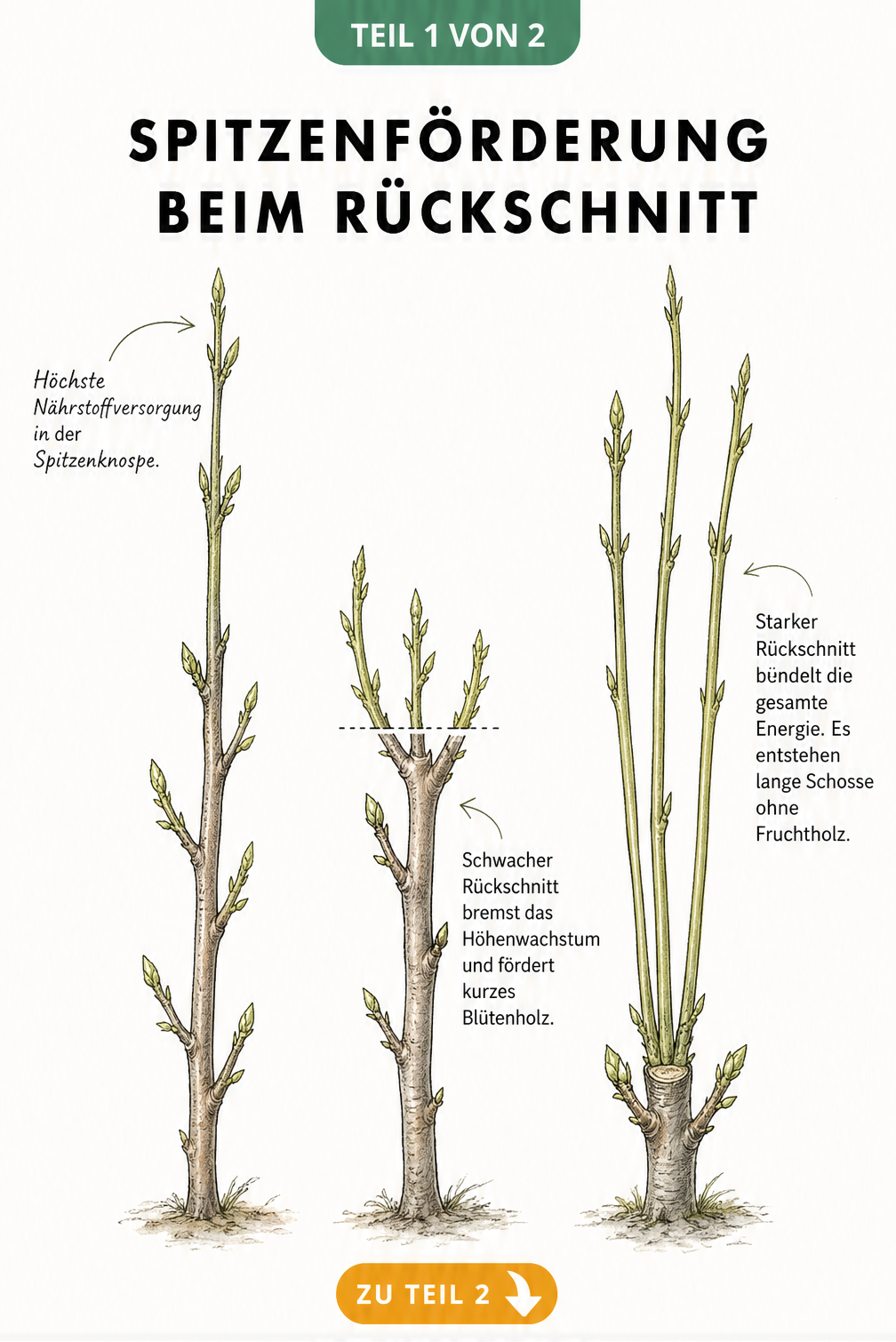 Botanische Illustration von drei Zweigen, die die Reaktion auf unterschiedliche Schnitttiefen zeigen