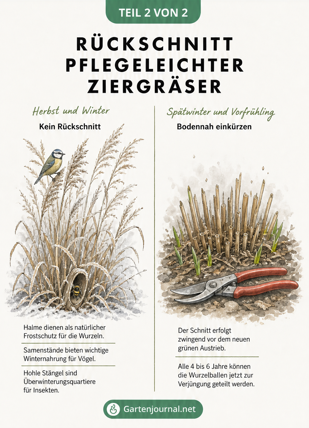 Illustration zum Rückschnitt von Ziergräsern im Winter und Frühjahr