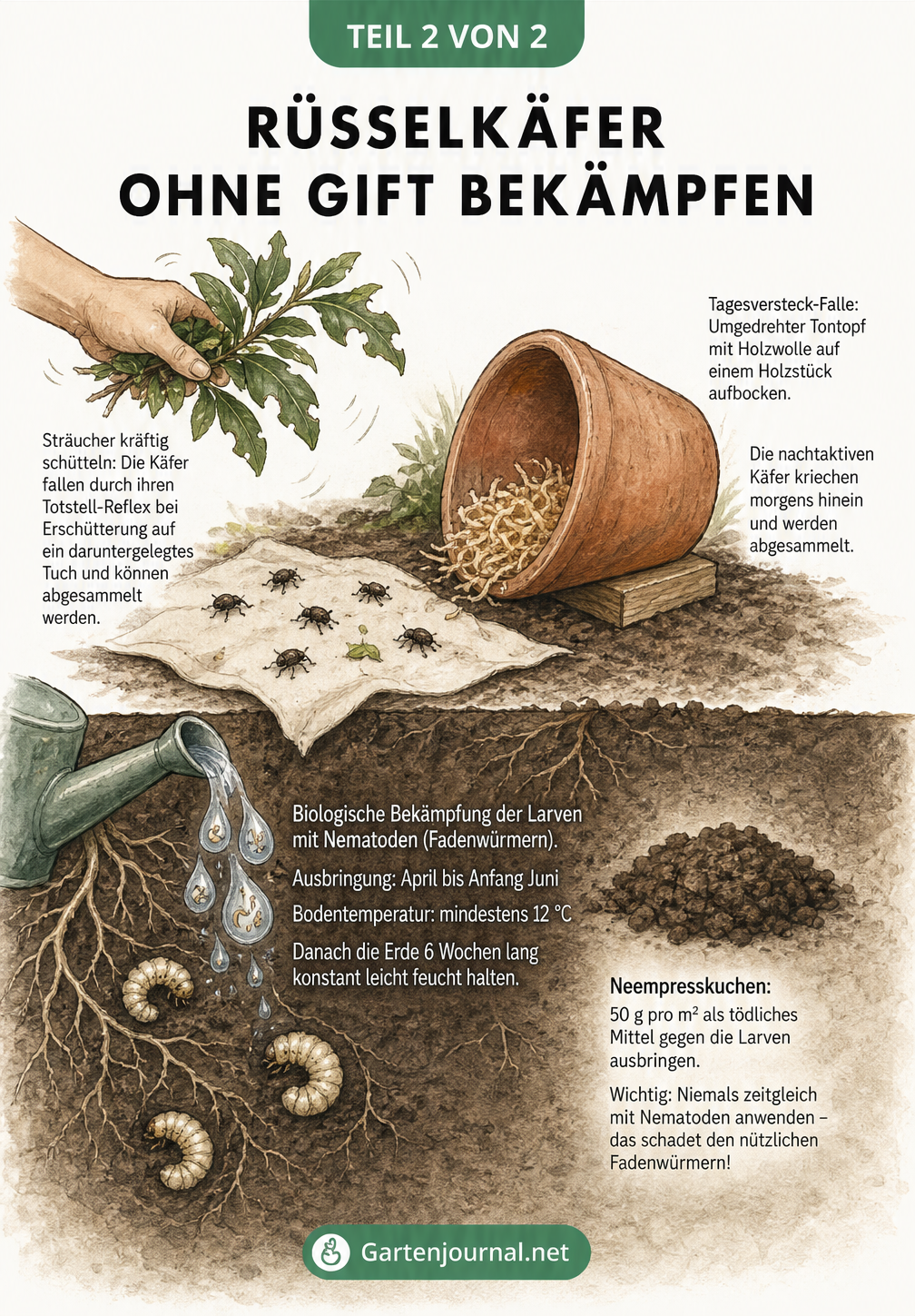 Illustration zur biologischen Bekämpfung von Rüsselkäfern mit Tagesversteck-Falle, Nematoden und Neempresskuchen