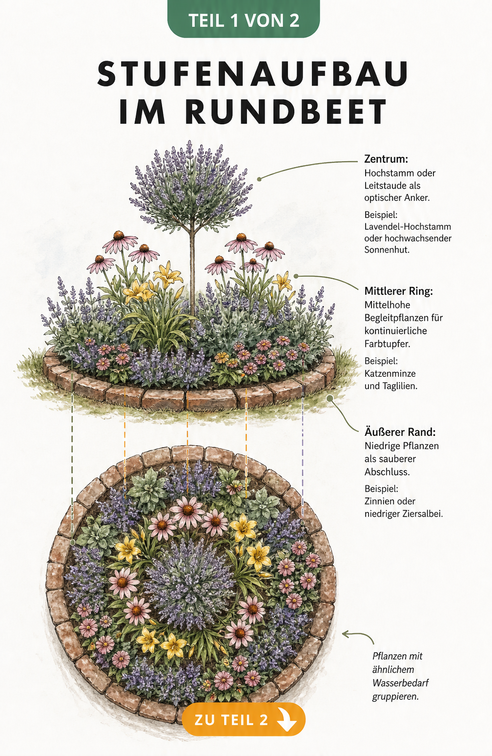 Illustration eines Rundbeets in Seitenansicht und Draufsicht mit Stufenaufbau: Hochstamm im Zentrum, mittelhohe Begleitpflanzen und niedrige Pflanzen am Rand.