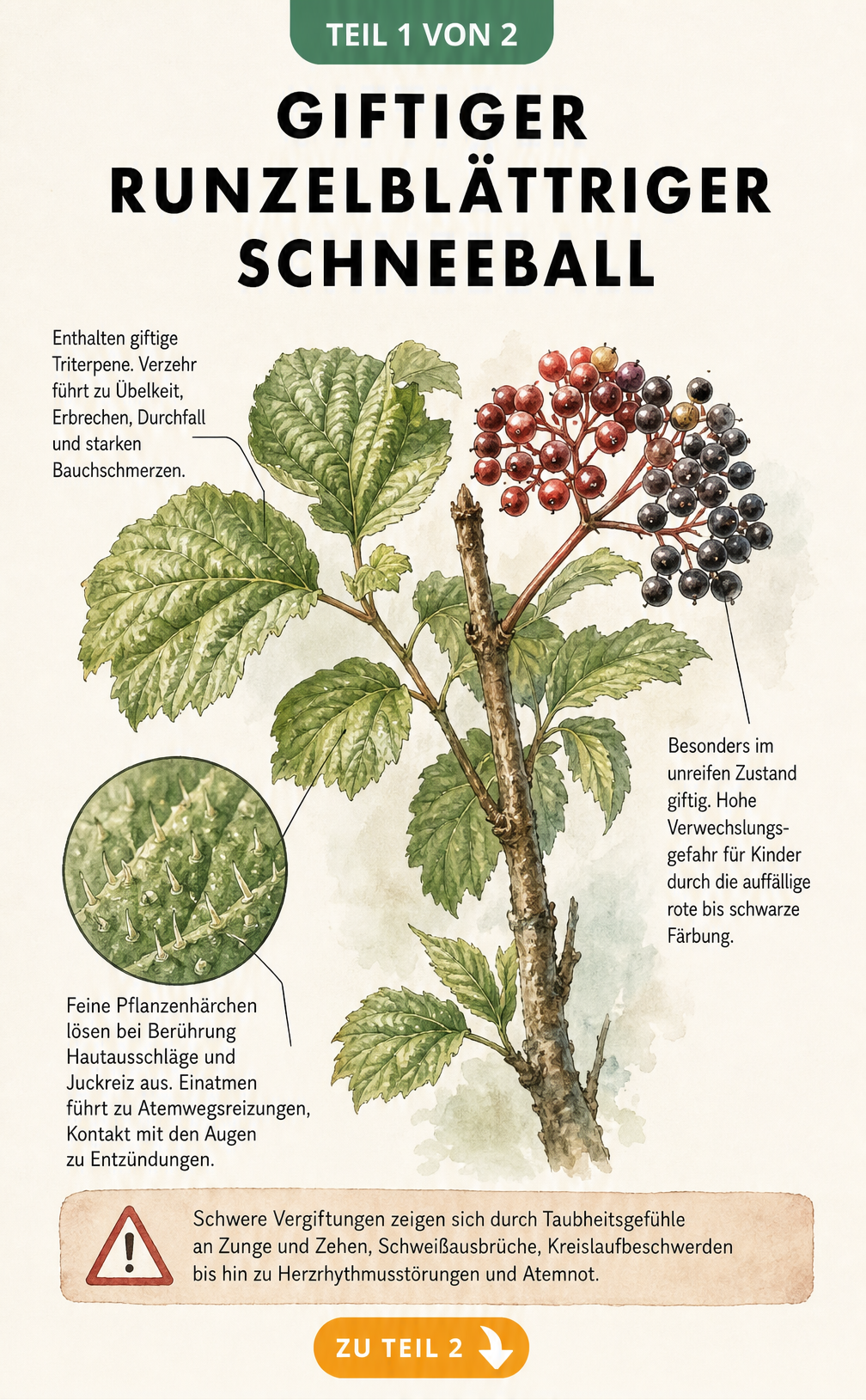 Botanische Illustration des Runzelblättrigen Schneeballs mit Blättern, Rinde und Beeren sowie Hinweisen zu giftigen Triterpenen und Vergiftungssymptomen.
