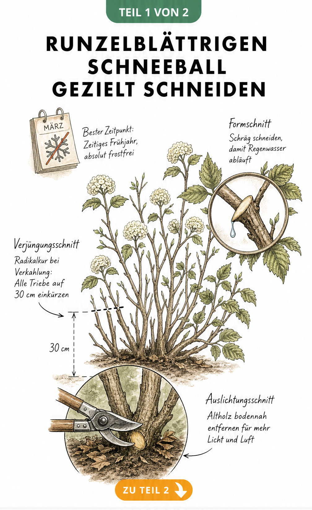 Botanische Illustration zum Schneiden des Runzelblättrigen Schneeballs mit Auslichtungs-, Verjüngungs- und Formschnitt