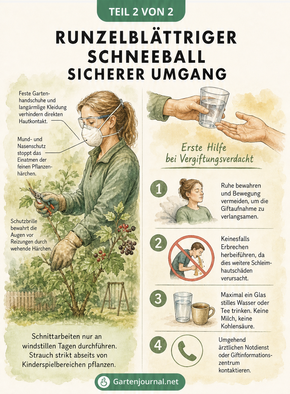 Illustration einer Gärtnerin in Schutzkleidung beim Schneiden eines Strauchs und Erste-Hilfe-Schritte bei Vergiftungsverdacht.