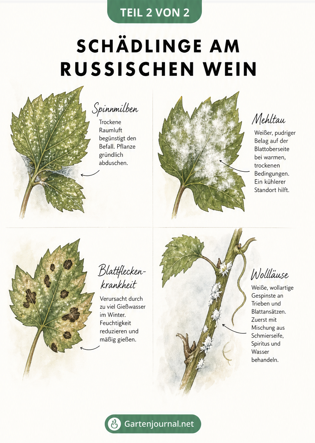 Illustration von vier Schadbildern am Russischen Wein: Spinnmilben, Mehltau, Blattfleckenkrankheit und Wollläuse