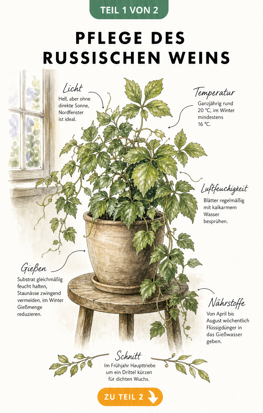 Botanische Illustration eines Russischen Weins im Topf mit Pflegehinweisen zu Licht, Temperatur, Gießen und Düngen