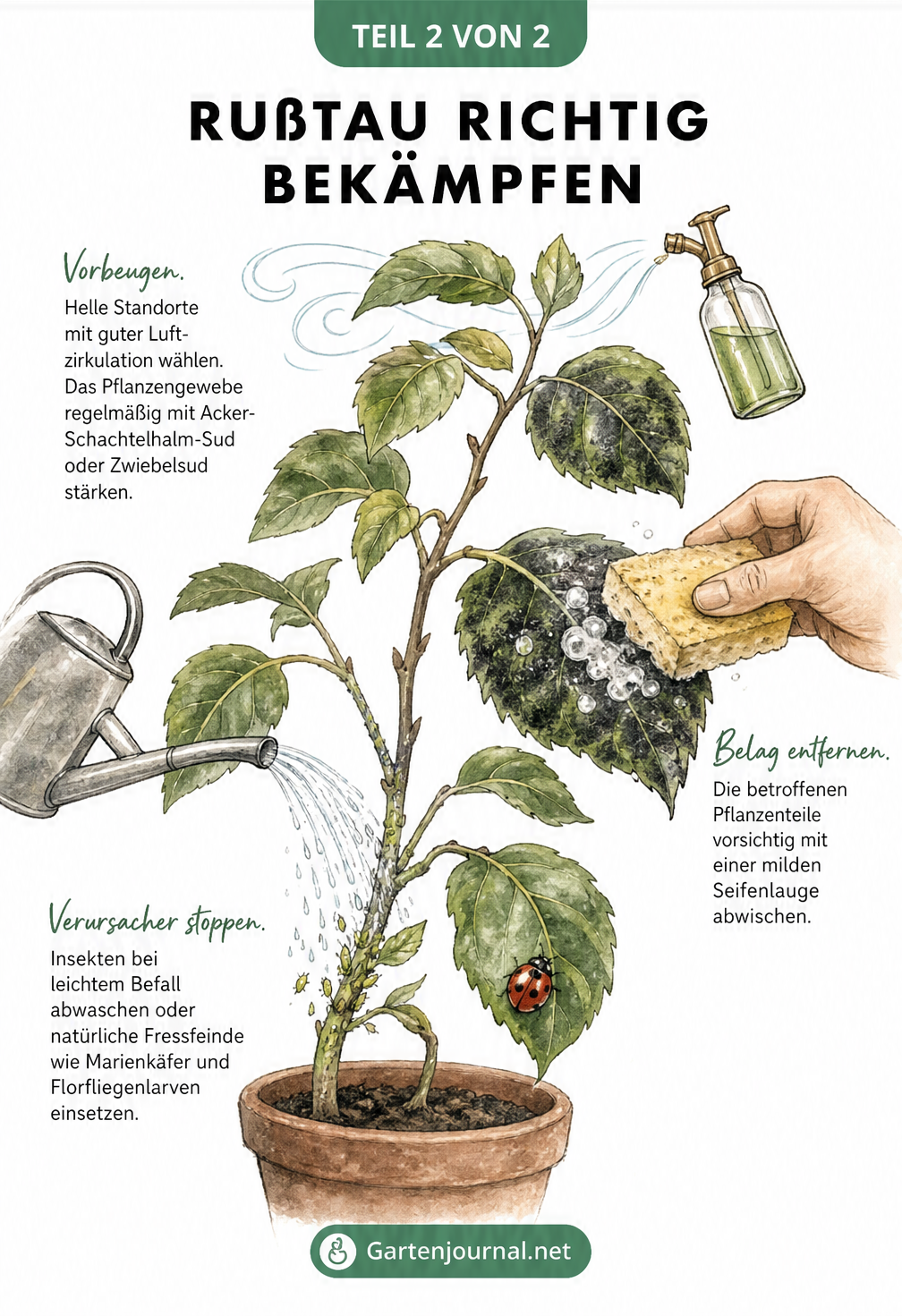 Illustration zur Bekämpfung von Rußtau: Insekten abwaschen, Blätter mit Seifenlauge reinigen und Pflanzen stärken