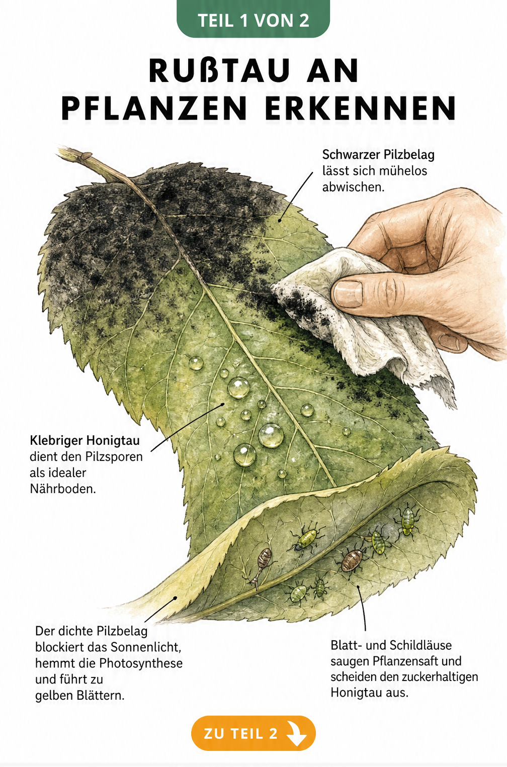 Illustration eines Blattes mit schwarzem Rußtau-Belag, Honigtau-Tropfen und Blattläusen auf der Unterseite