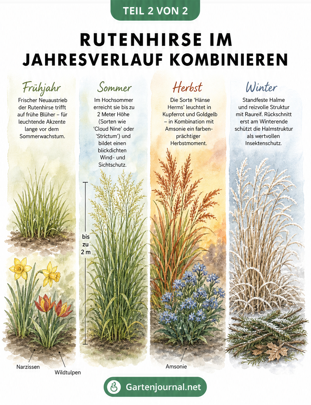 Aquarell-Illustration der Rutenhirse im Jahresverlauf von Frühjahr bis Winter