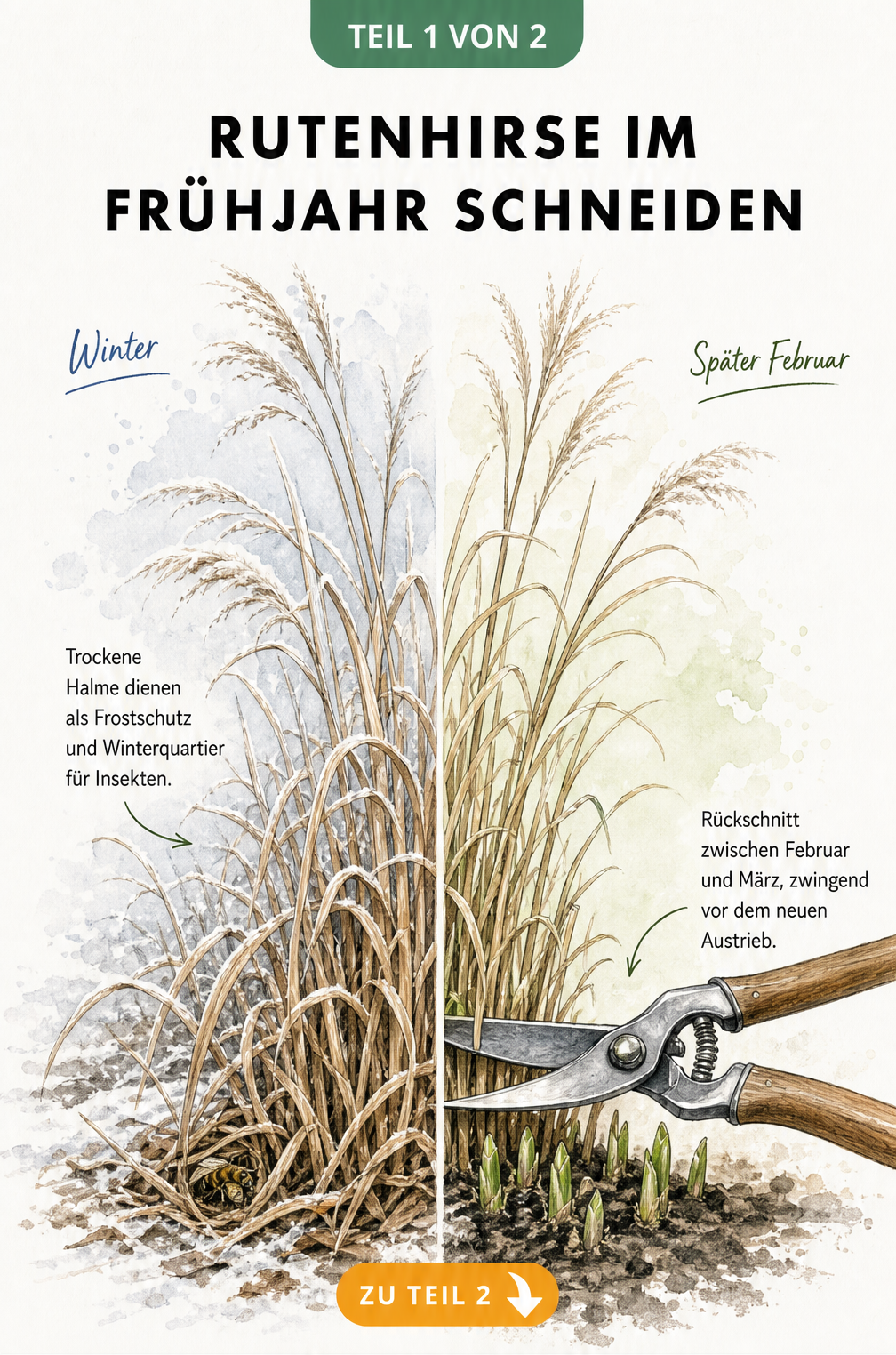 Botanische Illustration einer Rutenhirse, die den Unterschied zwischen trockenen Winterhalmen und dem frischen Neuaustrieb im Frühjahr zeigt.