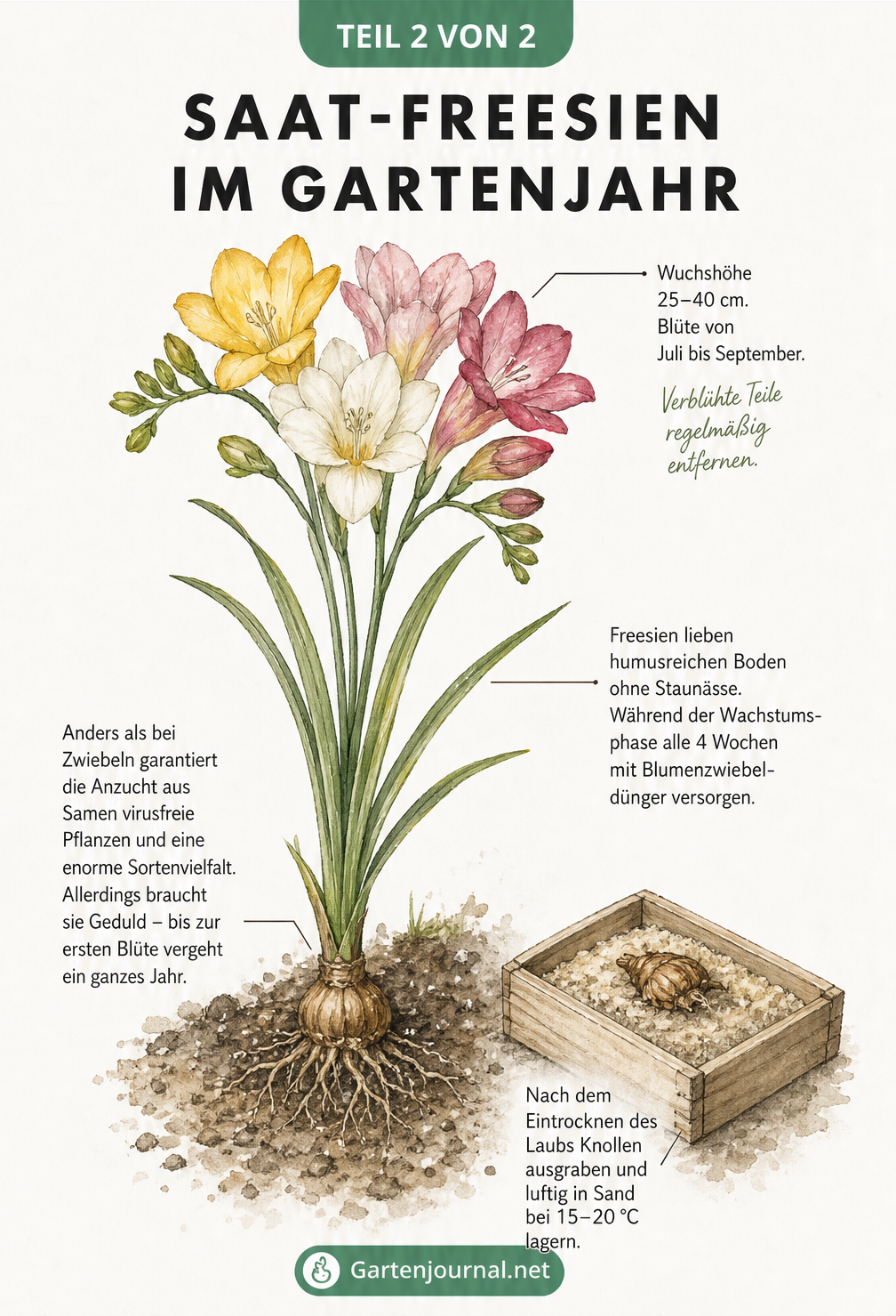 Botanische Illustration einer ausgewachsenen Freesie mit Wurzelknolle und Blüten