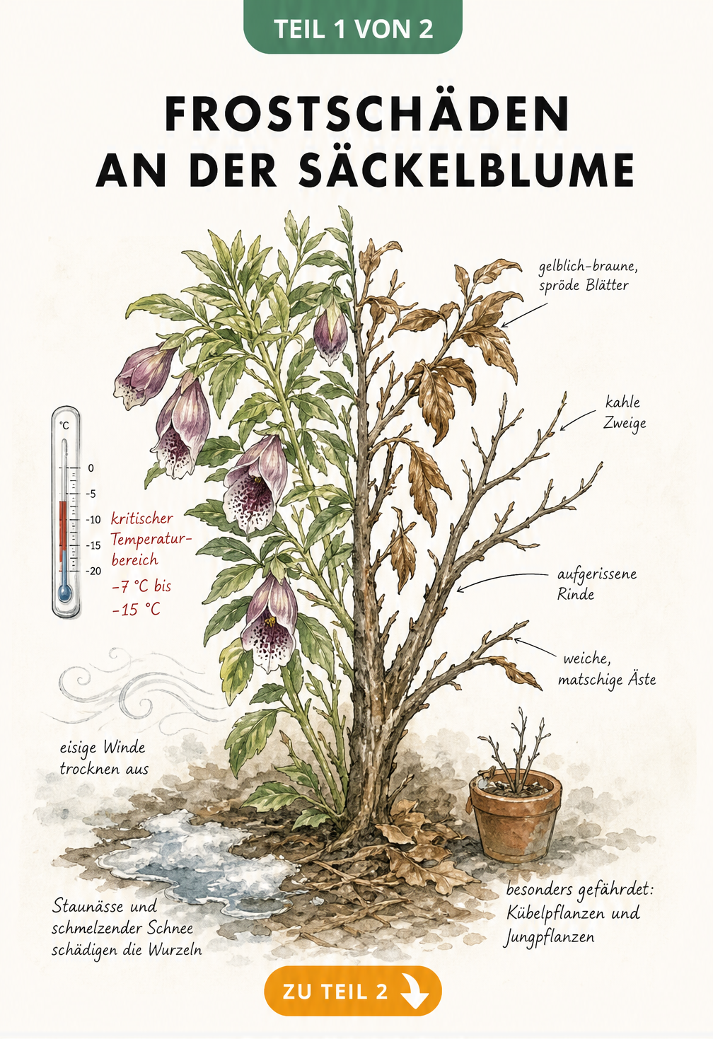 Botanische Illustration einer Säckelblume, die zur Hälfte gesund und zur Hälfte frostgeschädigt ist, mit Hinweisen auf Symptome wie braune Blätter und...
