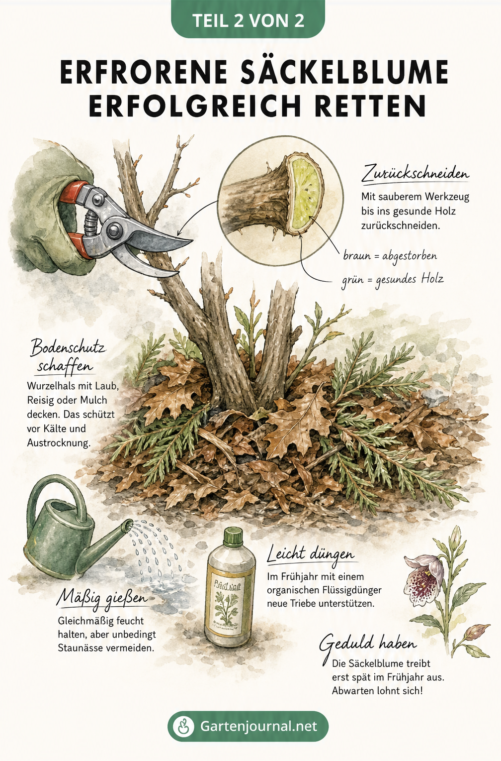 Illustration zur Rettung einer erfrorenen Säckelblume, die den Rückschnitt bis ins gesunde Holz und den Bodenschutz mit Herbstlaub und Mulch zeigt.