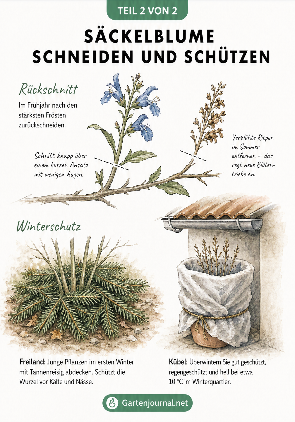 Zeichnung eines Säckelblumen-Astes mit Schnittmarkierungen und zwei Vignetten zum Winterschutz im Freiland und Kübel
