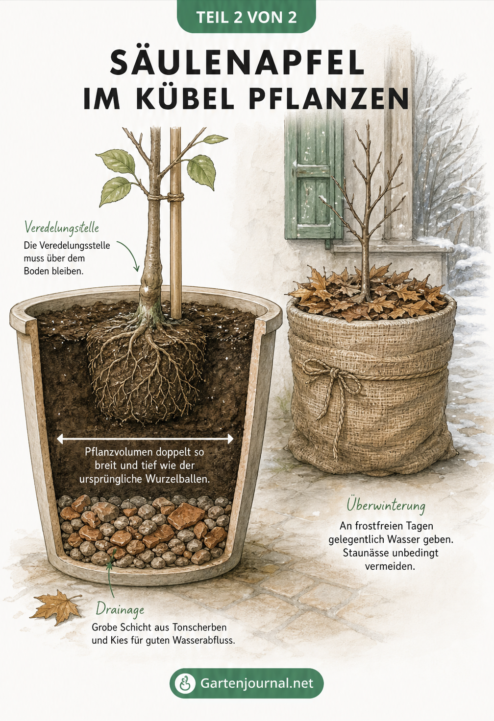Schnittzeichnung eines Säulenapfels im Kübel mit Drainageschicht, Veredelungsstelle über der Erde und Winterschutz aus Jute und Mulch.