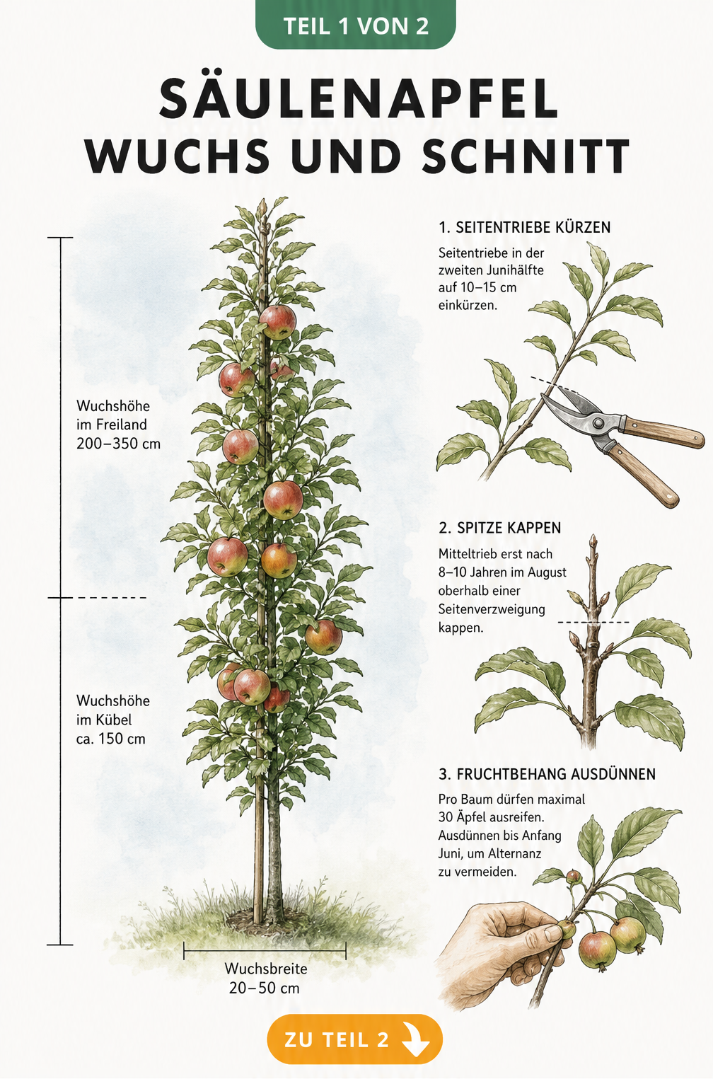 Botanische Illustration eines Säulenapfelbaums mit Maßangaben zu Wuchshöhe und Breite sowie Detailzeichnungen zum Schnitt und Ausdünnen der Früchte.